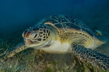 Kızıl Deniz 'de Şahin gagalı deniz kaplumbağası, Dahab, Mavi Göl Sina