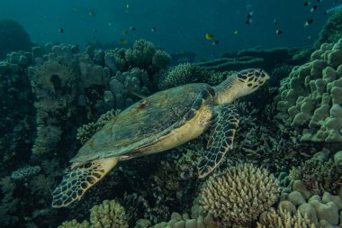 Kızıl Deniz 'de Şahin gagalı deniz kaplumbağası, Dahab, Mavi Göl Sina