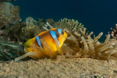  Kızıl Deniz 'de balıklar yüzer, renkli balıklar, Eilat İsrail