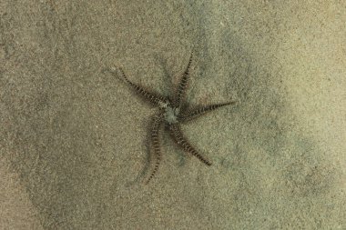 Kızıldeniz 'in deniz tabanındaki denizyıldızı, Eilat Israel