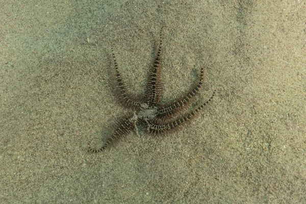 Seestern Auf Dem Meeresboden Roten Meer Eilat Israel — Stockfoto