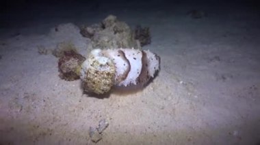 Kızıl Deniz 'deki mürekkep balığı Renkli ve güzel 
