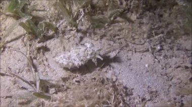 Kızıl Deniz 'deki mürekkep balığı Renkli ve güzel 