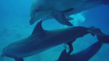 Kızıl Deniz 'de yüzen yunuslar, Eilat İsrail