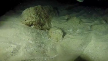 Kızıl Deniz 'de kamuflajın kralı ahtapot. 