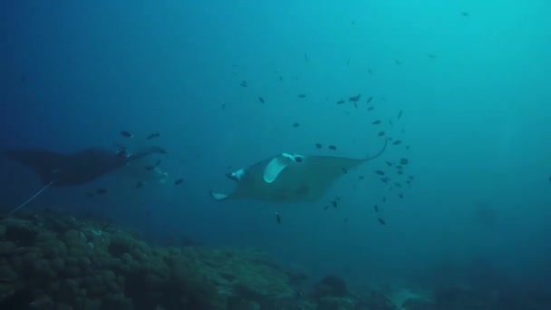 Manta Rays zwemmen op de Malediven Eilanden Verbazingwekkend dier — Stockvideo