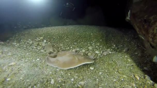 Torpedo sinuspersici Auf dem Meeresboden im Roten Meer — Stockvideo