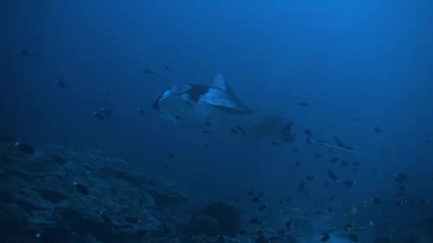 Manta Rays swim in the Maldives Islands Amazing animal — Stock Video