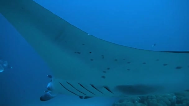 Manta Rays swim in the Maldives Islands Amazing animal — Stock Video