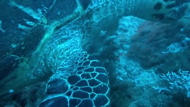 Hawksbill tengeri teknős a Vörös-tengeren, Dahab, kék lagúna Sinai — Stock videók