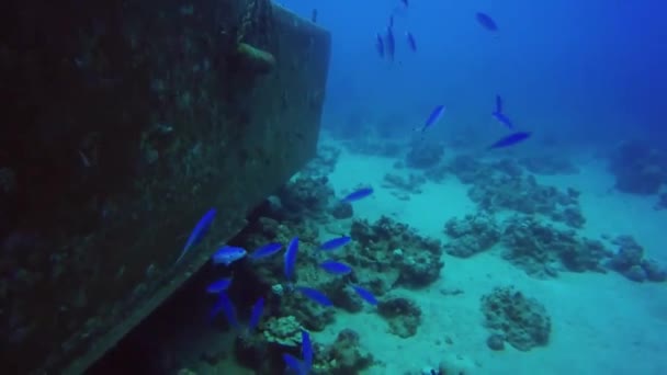 Halak úsznak a Vörös-tengerben, színes halak — Stock videók