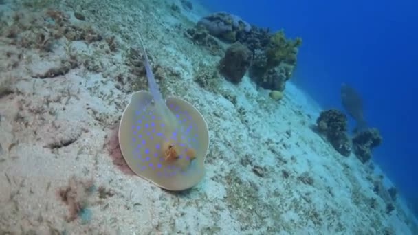 Stingray maculato blu Sul fondo del Mar Rosso — Video Stock