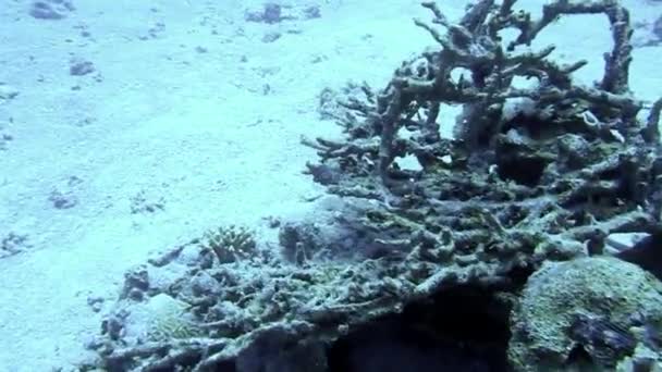 Raya Manchada Azul Fondo Del Mar Mar Rojo — Vídeo de stock