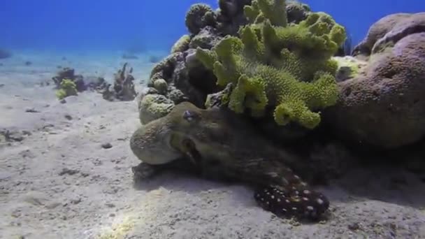 紅海でのカモフラージュのタコ王エイラート イスラエル — ストック動画