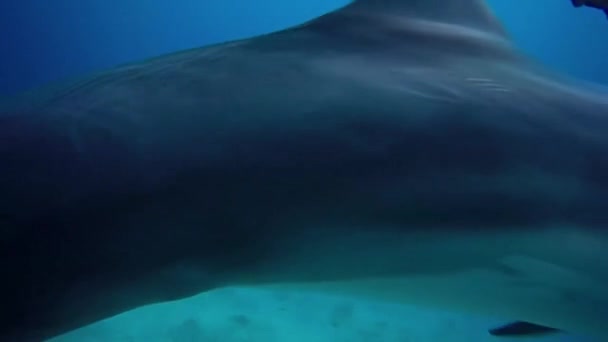 Дельфин плавает в Красном море, Эйлат Израиль — стоковое видео