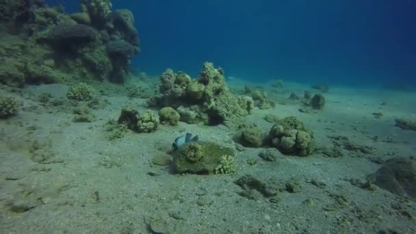 Los peces nadan en el Mar Rojo, peces coloridos — Vídeos de Stock