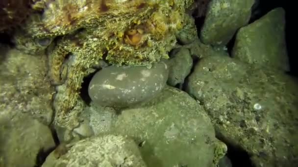 Bläckfisk kung av kamouflage i Röda havet — Stockvideo