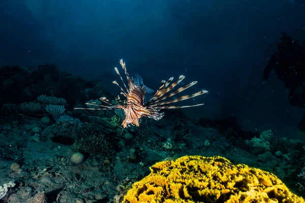 Oroszlán Hal Vörös Tenger Színes Hal Eilat Izrael — Stock Fotó