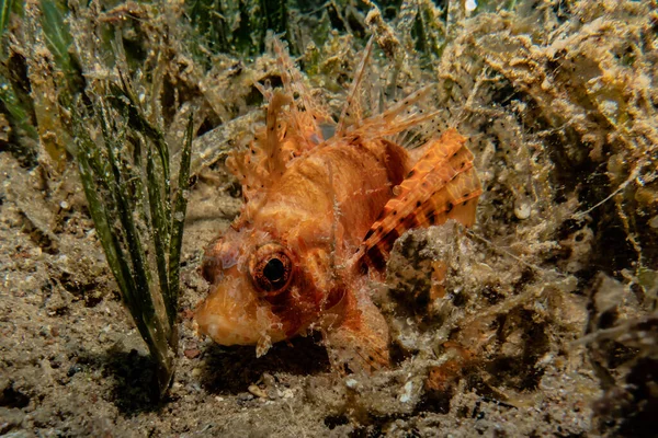 Lion Fish Red Sea Colorful Fish Eilat Israel — Stock Photo, Image