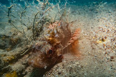 Kızıl Deniz 'deki aslan balığı renkli balık, Eilat Israel