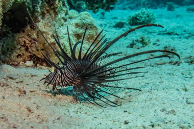 Kızıl Deniz 'deki aslan balığı renkli balık, Eilat Israel