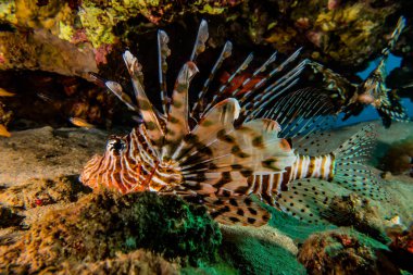 Kızıl Deniz 'deki aslan balığı renkli balık, Eilat Israel
