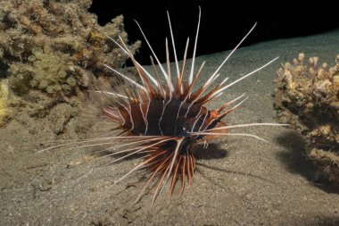 Kızıl Deniz 'deki aslan balığı renkli balık, Eilat Israel