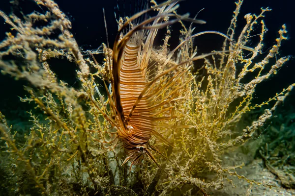 Lion Fish Red Sea Colorful Fish Eilat Israel — Stock Photo, Image