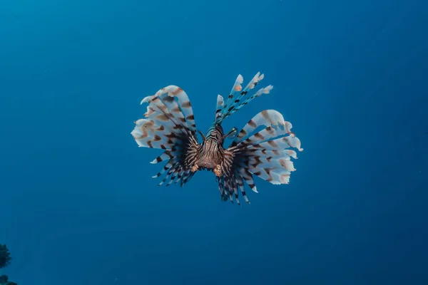 Lion Fish Red Sea Colorful Fish Eilat Israel — Stock Photo, Image