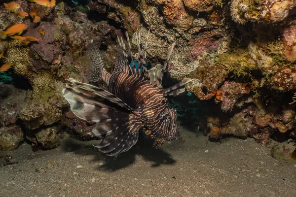 Lion Fish Red Sea Colorful Fish Eilat Israel — Stock Photo, Image