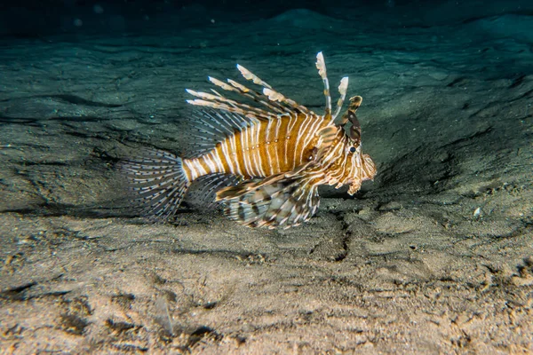 Leeuwenvis Rode Zee Kleurrijke Vis Eilat Israel — Stockfoto