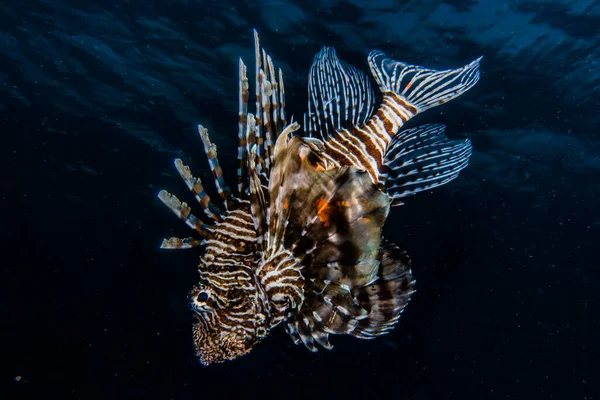 Lion Fish Red Sea Colorful Fish Eilat Israel — Stock Photo, Image