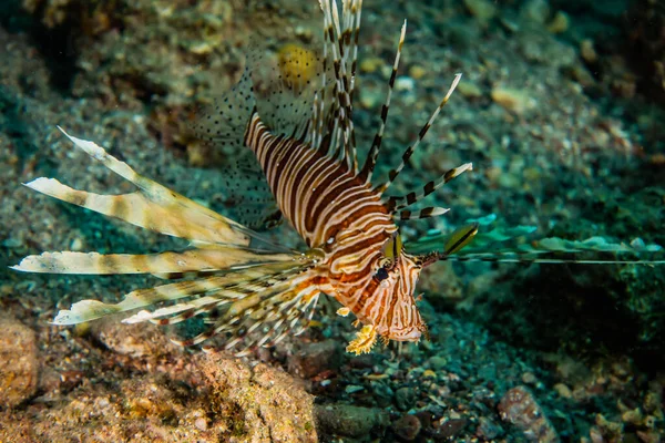 Lejonfisk Röda Havets Färgglada Fisk Eilat Israel — Stockfoto