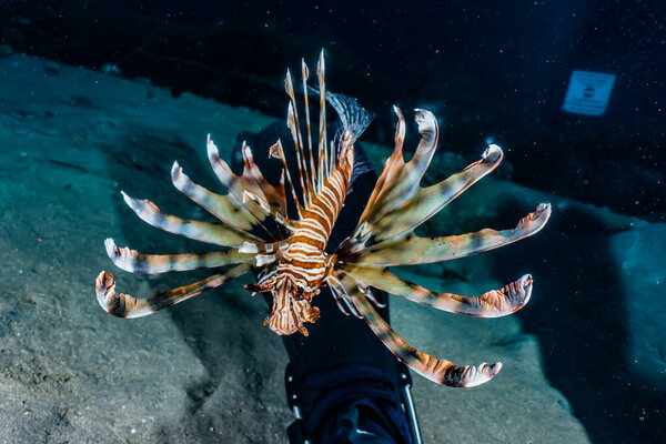 Lion fish in the Red Sea colorful fish, Eilat Israel