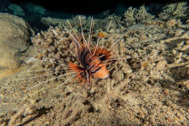 Kızıl Deniz 'deki aslan balığı renkli balık, Eilat Israel