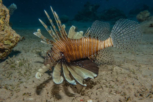 Leeuwenvis Rode Zee Kleurrijke Vis Eilat Israel — Stockfoto