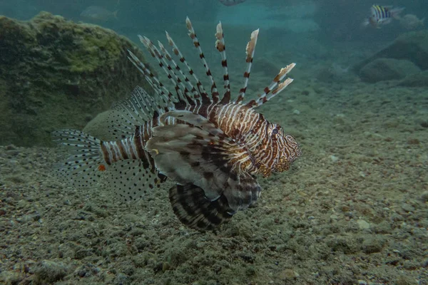 紅海のライオン魚カラフルな魚 エイラートイスラエル — ストック写真