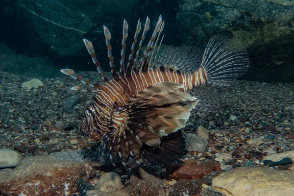 紅海のライオン魚カラフルな魚 エイラートイスラエル — ストック写真