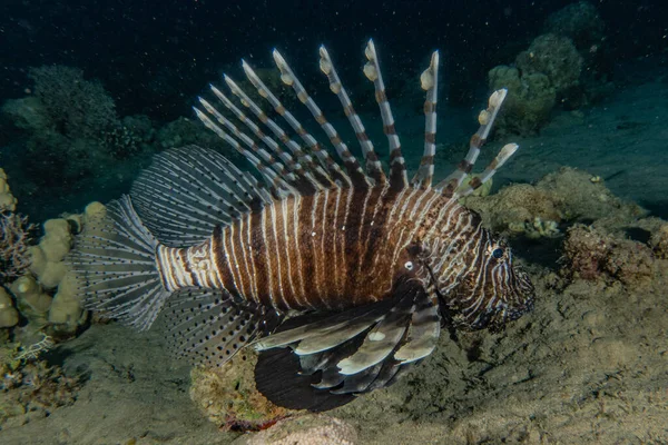 Lejonfisk Röda Havets Färgglada Fisk Eilat Israel — Stockfoto