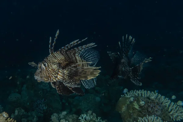 Lejonfisk Röda Havets Färgglada Fisk Eilat Israel — Stockfoto