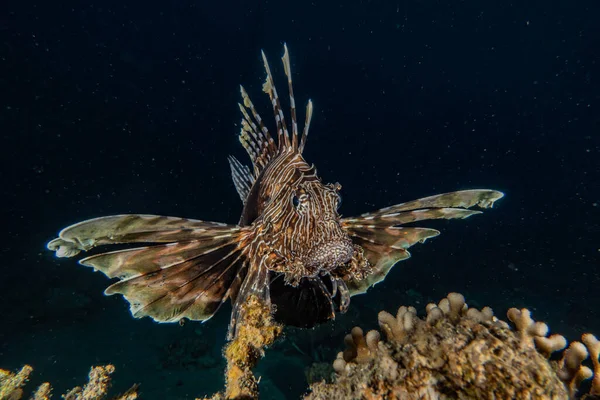 Kızıl Deniz 'deki aslan balığı renkli balık, Eilat Israel