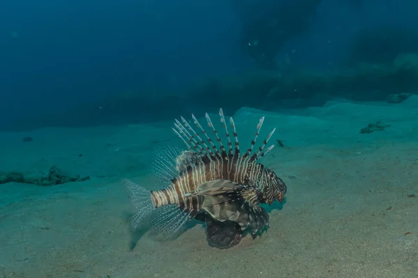 Lejonfisk Röda Havets Färgglada Fisk Eilat Israel — Stockfoto