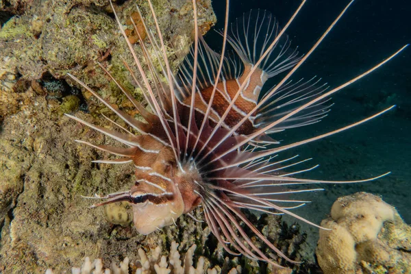 紅海のライオン魚カラフルな魚 エイラートイスラエル — ストック写真