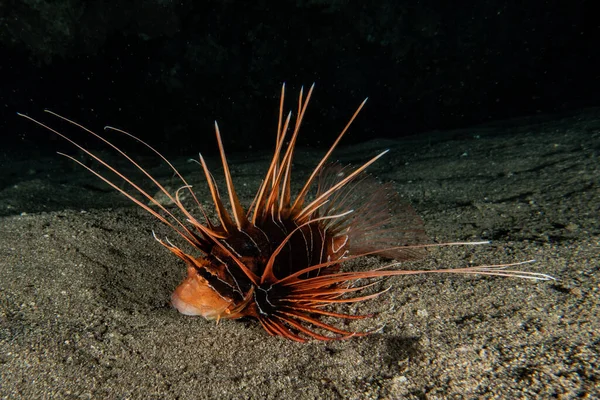 紅海のライオン魚カラフルな魚 エイラートイスラエル — ストック写真