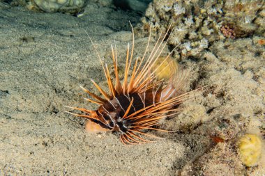 Kızıl Deniz 'deki aslan balığı renkli balık, Eilat Israel