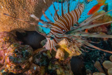 Kızıl Deniz 'deki aslan balığı renkli balık, Eilat Israel