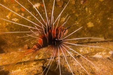 Kızıl Deniz 'deki aslan balığı renkli balık, Eilat Israel