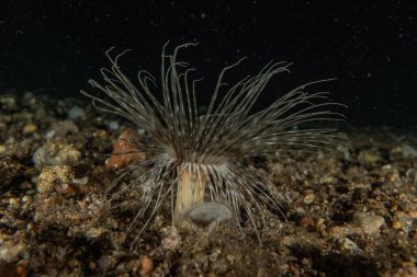 Kızıl Deniz 'deki aslan balığı renkli balık, Eilat Israel