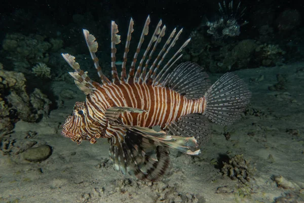 Lion Fish Red Sea Colorful Fish Eilat Israel — Stock Photo, Image