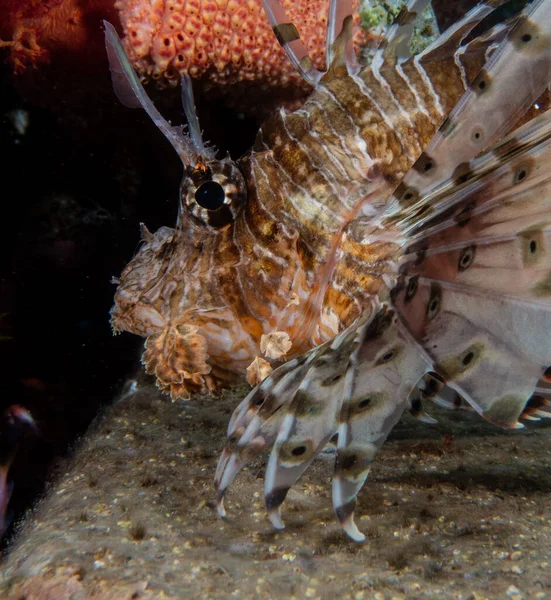 Pesce Leone Nel Mar Rosso Pesce Colorato Eilat Israele — Foto Stock